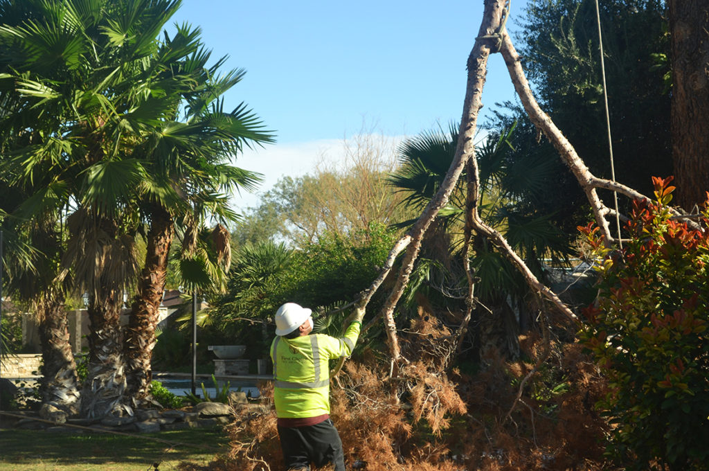 Tree Removal First Choice Tree Service