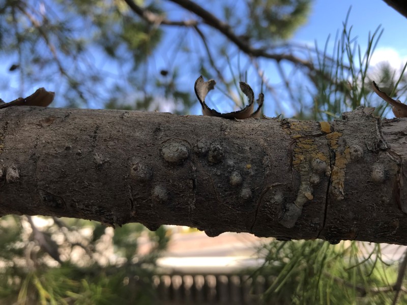 Do Your Trees Have Canker Disease?