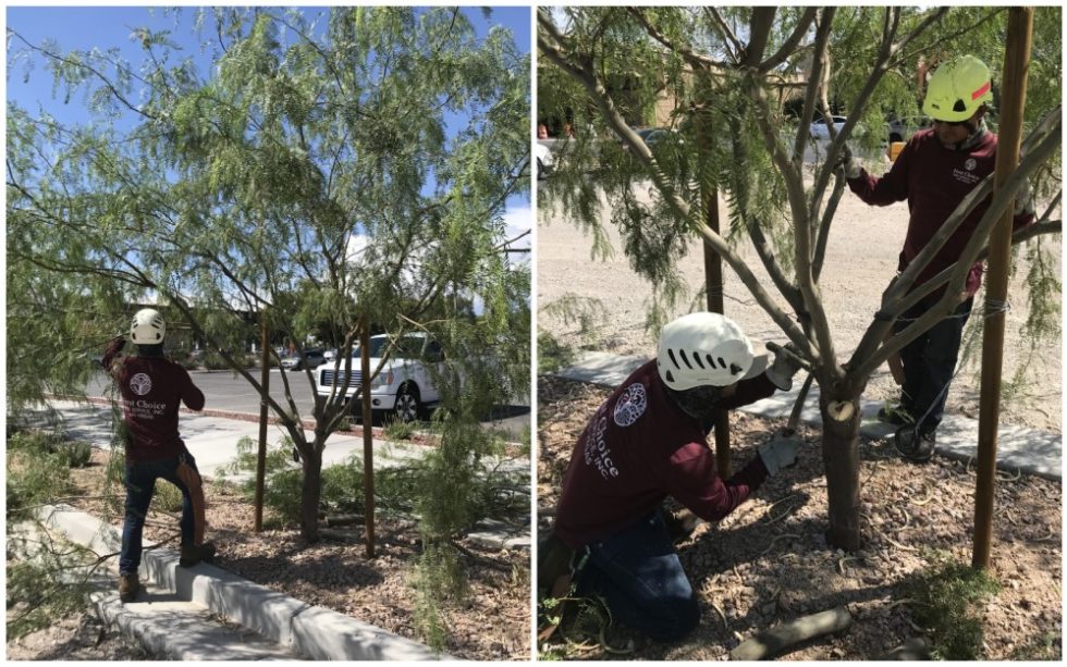 Structural Pruning First Choice Tree Service