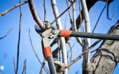 The Importance of Dormant Pruning