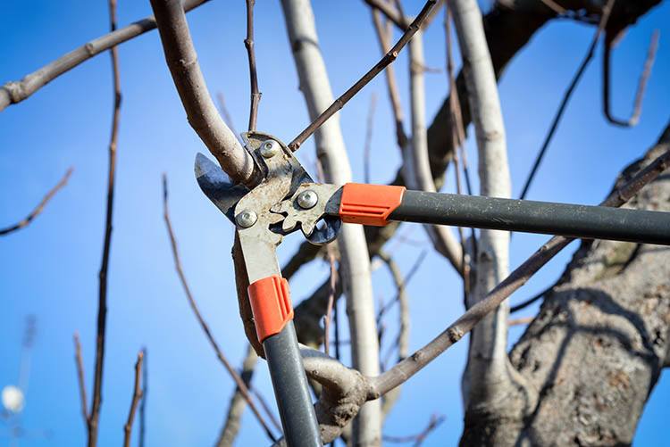 The Importance of Dormant Pruning